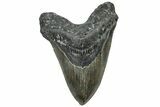 Serrated, Fossil Megalodon Tooth - North Carolina #309500-1